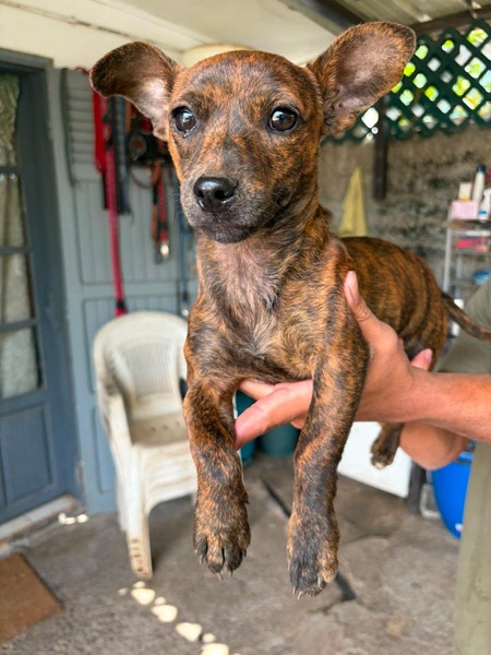 Adopter Baya