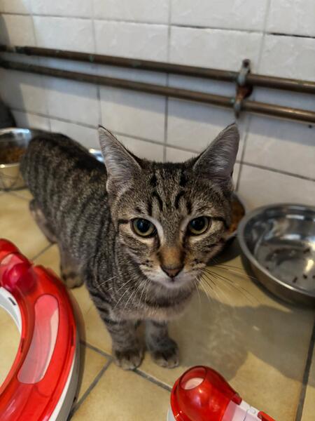 Adopter Grizzly