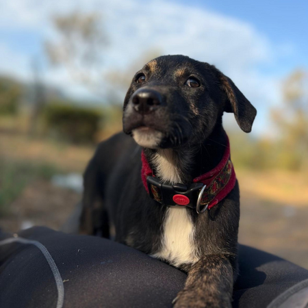 Adopter ZOOMIE