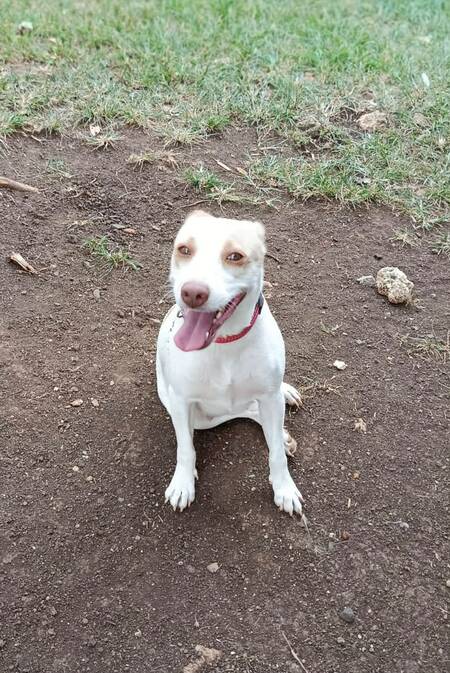 Adopter Dolce