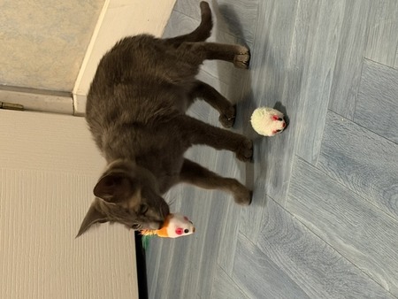 Adopter BAZILE