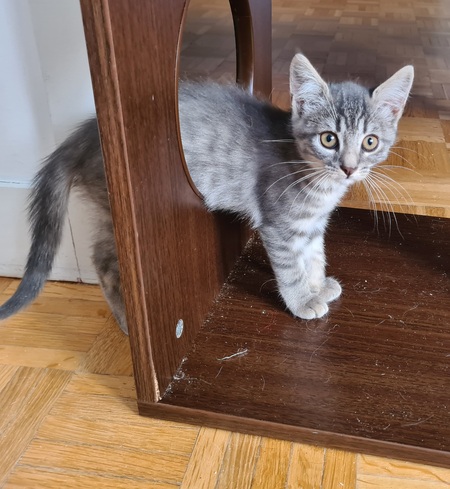 Adopter Mory