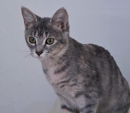 Adopter Bo & Saria