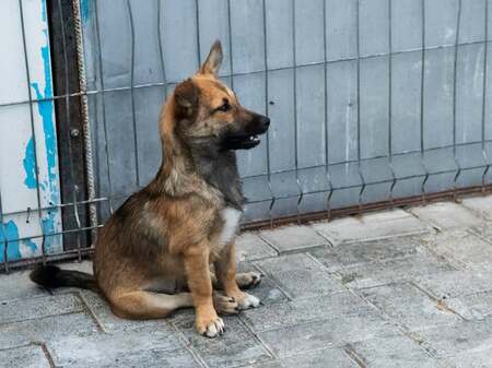 Adopter Bonnie