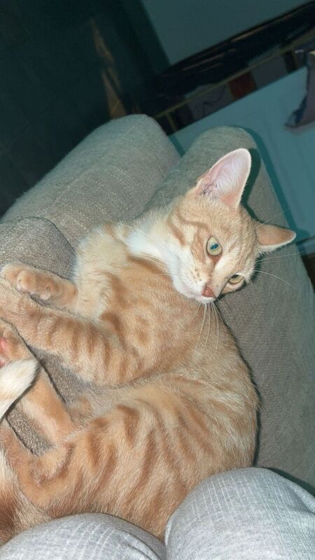 Adopter Meryl