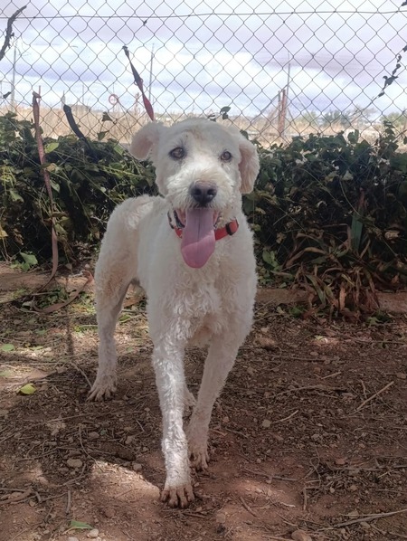 Adopter Toby