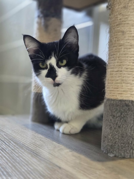 Adopter Clairette