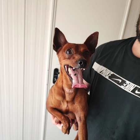 Adopter Cookie