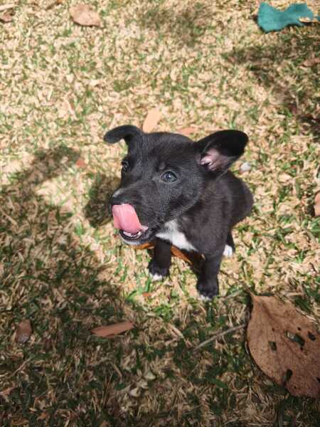 Adopter Naxos 