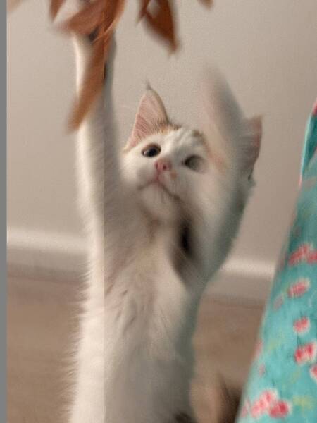 Adopter Bonnie
