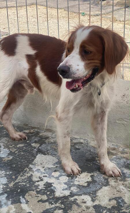 Adopter Sol