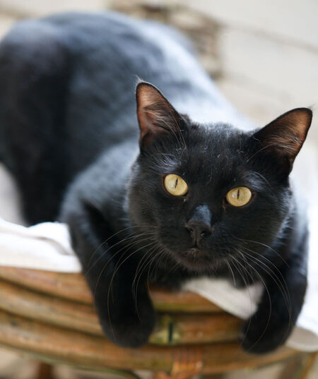 Adopter Arka