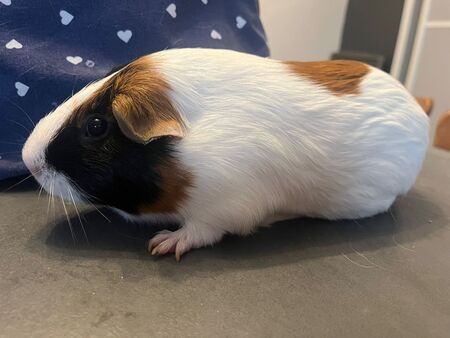 Adopter Speedy