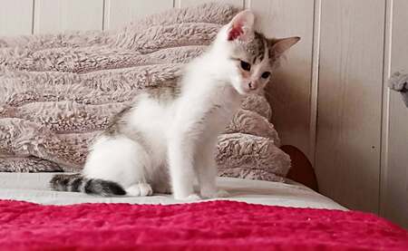 Adopter Bacardi