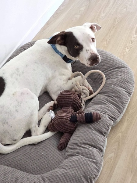 Adopter Neo