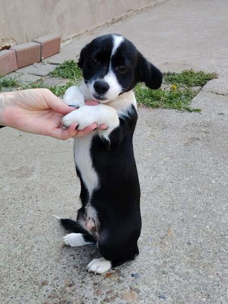 Adopter Moka