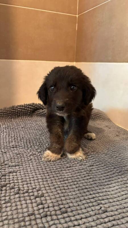 Adopter Jasmine