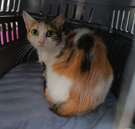 Adopter Buddy
