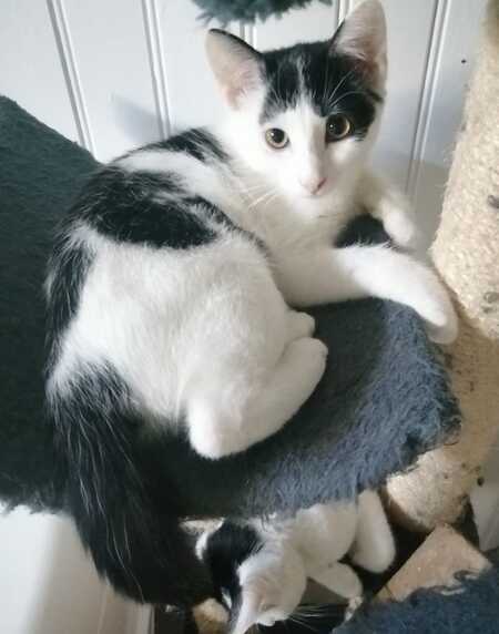 Adopter BICHETTE