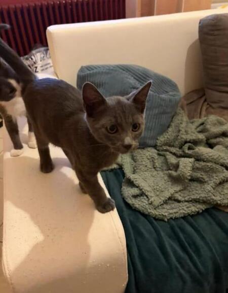 Adopter Gray