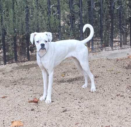 Adopter Yaki