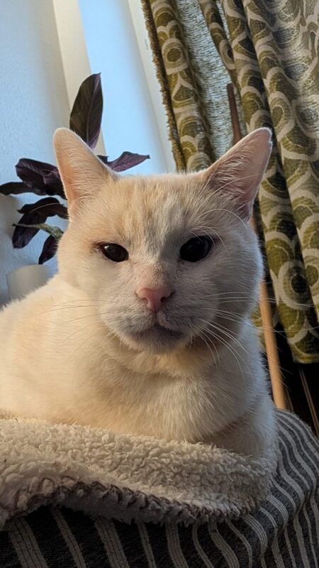 Adopter O’Malley