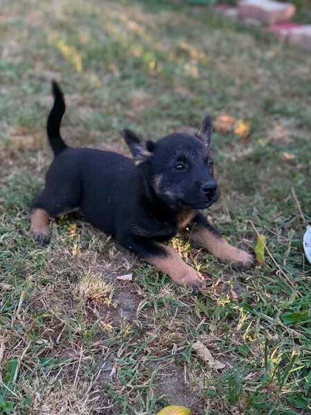 Adopter Cupcake
