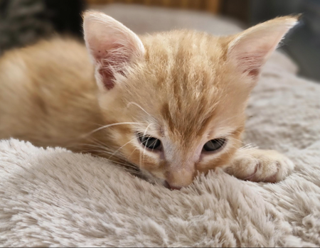 Adopter MIEL 