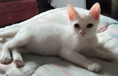 Adopter Basil