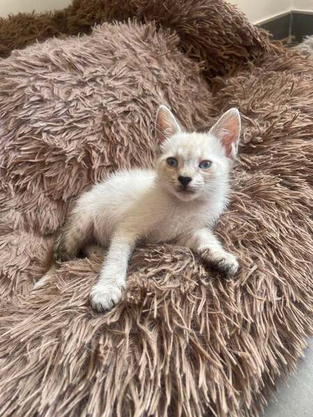 Adopter CIRILLA