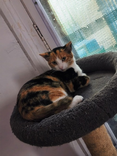 Adopter Calico
