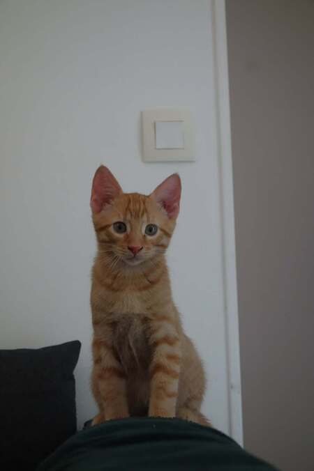 Adopter Adso