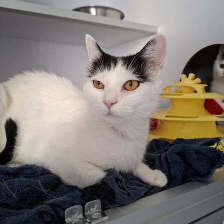 Adopter BAHAMAS