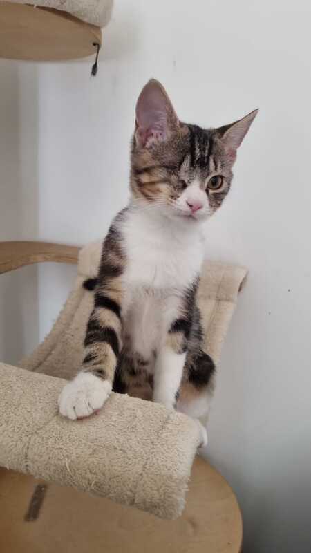 Adopter Barnabé 