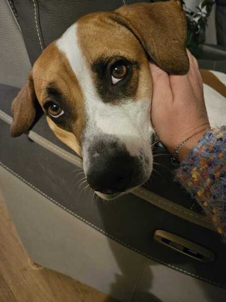 Adopter Elliot