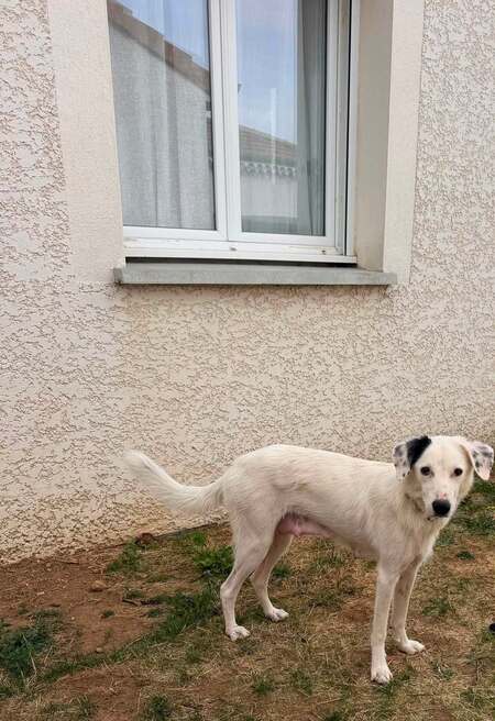 Adopter Elfe