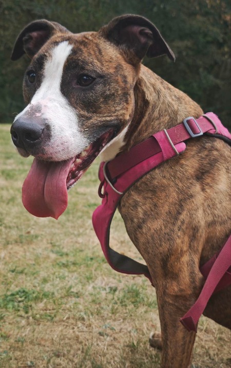 Adopter Eleykha