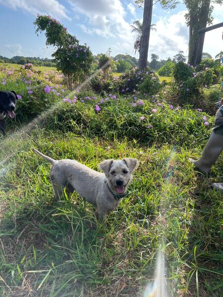 Adopter Lucky