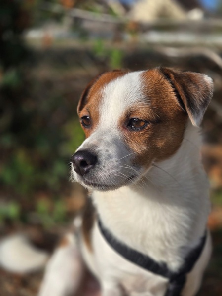 Adopter Modzi