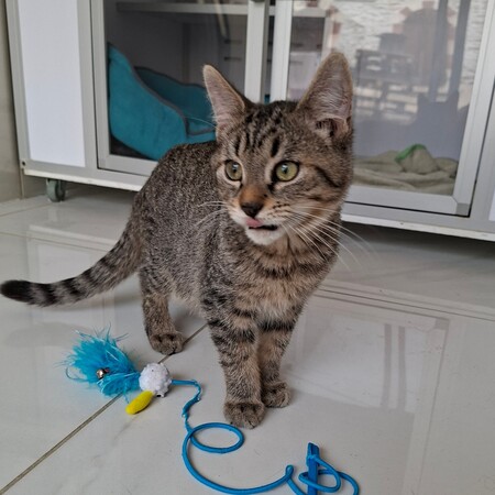 Adopter BUCEFAL
