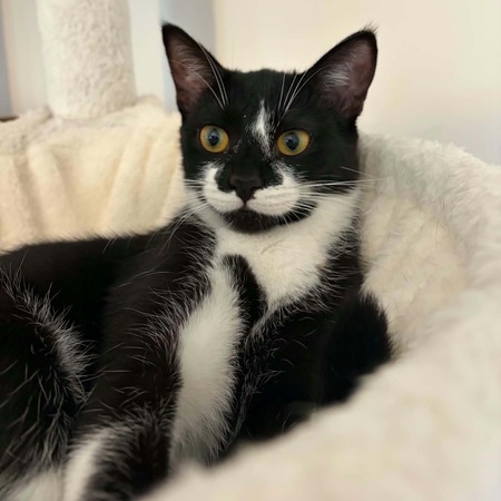Adopter Xena