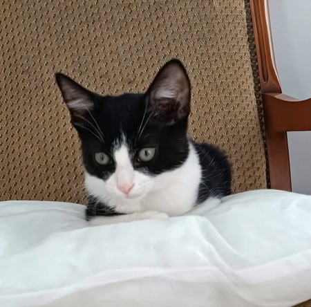 Adopter Koxinell