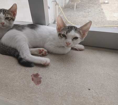 Adopter EFFY