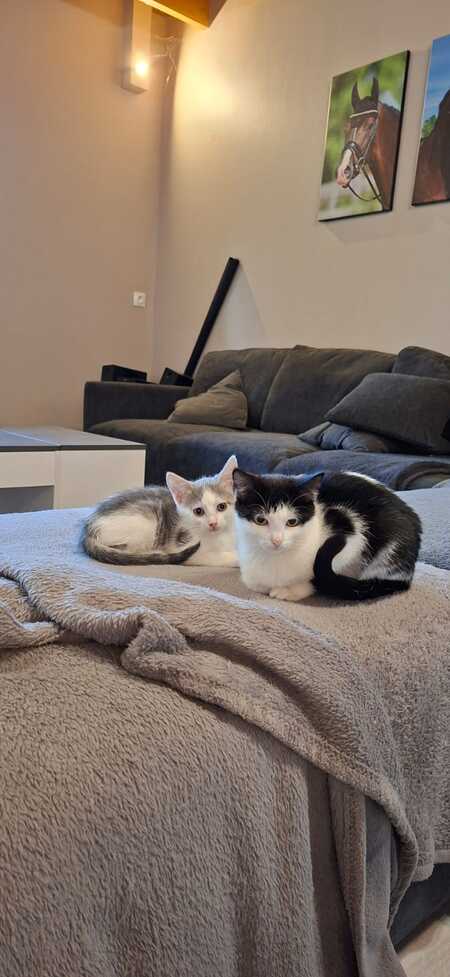 Adopter Bergamote et Brigitte 