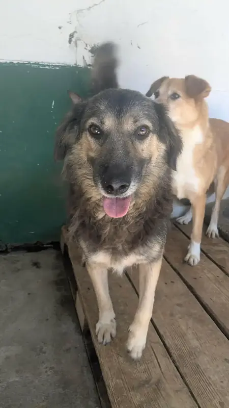 Adopter Sully