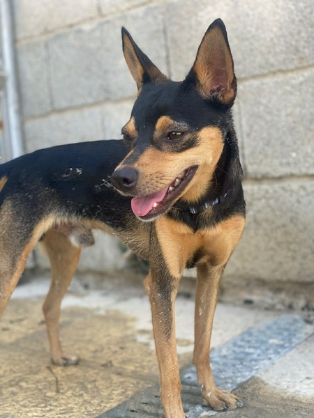 Adopter Dandy 