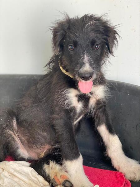 Adopter Alcancil 