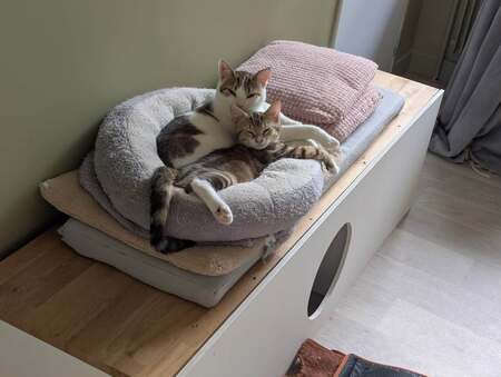 Adopter Hopper