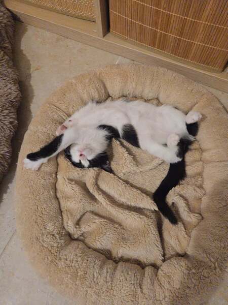 Adopter BELLA°