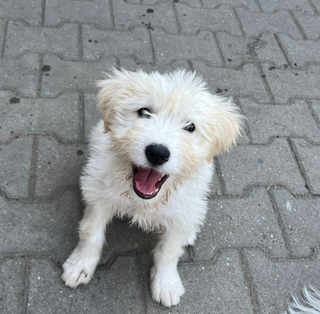 Adopter Eira